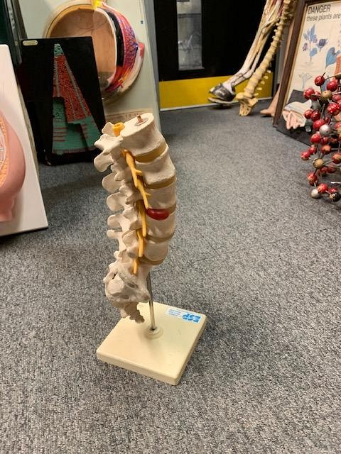 Spinal Model